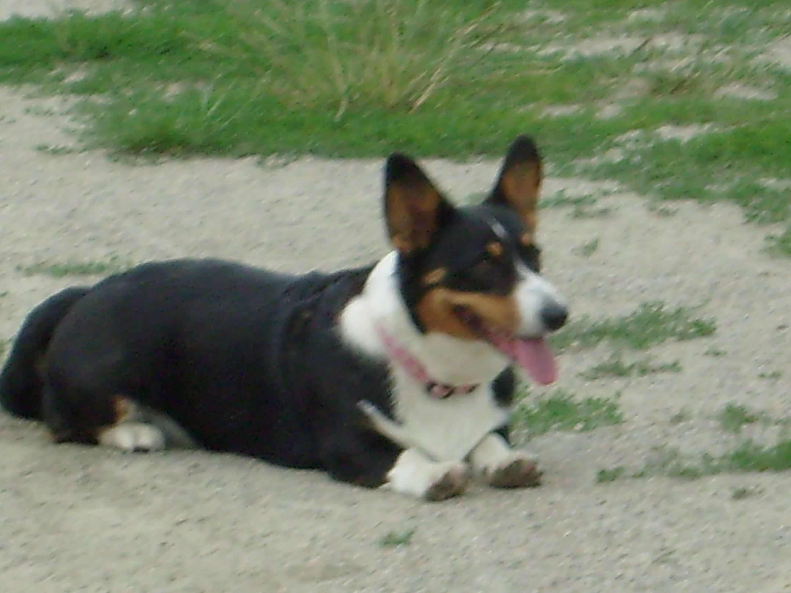 Enotria (Eňa) Corlan Gi. (Welsh Corgi Cardigan)